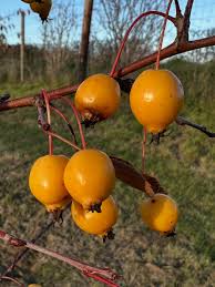 Attēlu rezultāti vaicājumam “Sorbus alnifolia fruit”