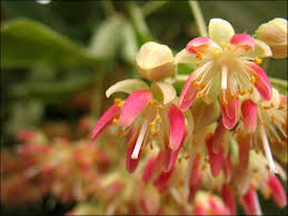 Attēlu rezultāti vaicājumam “Tilia tomentosa flower”