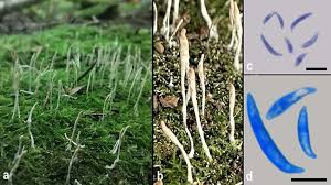 Attēlu rezultāti vaicājumam “Eocronartium muscicola”