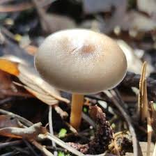 Attēlu rezultāti vaicājumam “Strobilurus esculentus”