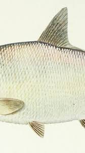 Image result for Dorosoma cepedianum