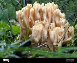 Attēlu rezultāti vaicājumam “Ramaria flava”