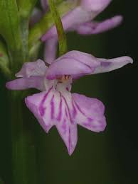 Attēlu rezultāti vaicājumam “Dactylorhiza fuchsii flower”