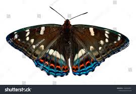 Attēlu rezultāti vaicājumam “Limenitis populi”