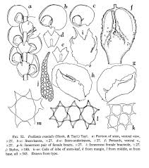 Attēlu rezultāti vaicājumam “Frullania dilatata”