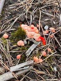 Attēlu rezultāti vaicājumam “Oligonema favogineum spores”