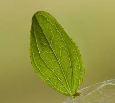 Attēlu rezultāti vaicājumam “Hypericum maculatum leaf”