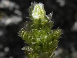 Attēlu rezultāti vaicājumam “Neckera pennata”