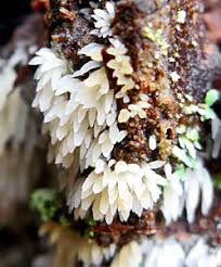 Attēlu rezultāti vaicājumam “Mucronella subtilis”