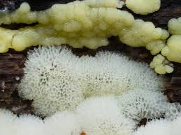 Attēlu rezultāti vaicājumam “Ceratiomyxa porioides spores”