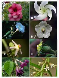 Attēlu rezultāti vaicājumam “Apocynaceae”