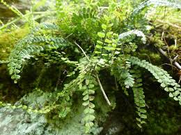 Attēlu rezultāti vaicājumam “Asplenium trichomanes”