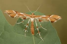 Attēlu rezultāti vaicājumam “Cnaemidophorus rhododactyla”