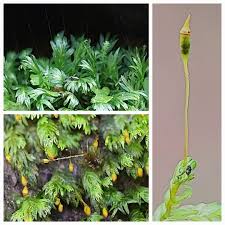 Attēlu rezultāti vaicājumam “Fissidens bryoides”