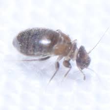 Attēlu rezultāti vaicājumam “Psocoptera”