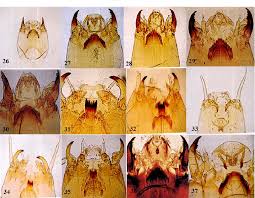 Attēlu rezultāti vaicājumam “Chironomidae imago”