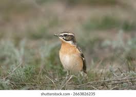 Attēlu rezultāti vaicājumam “Saxicola rubetra adult”