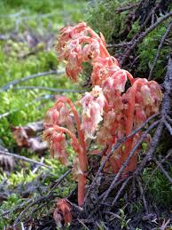 Attēlu rezultāti vaicājumam “Monotropa hypopitys”
