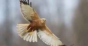 Image result for Pembrokeshire Harriers