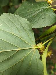 Attēlu rezultāti vaicājumam “Tilia cordata leaf”