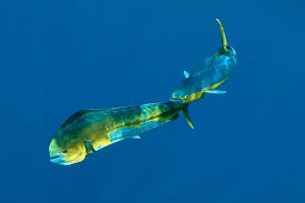 Image result for Coryphaena hippurus