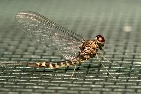 Attēlu rezultāti vaicājumam “Siphlonurus”