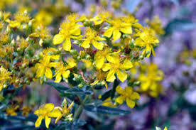 Attēlu rezultāti vaicājumam “Hypericum perforatum fruit”