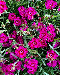 Image result for Steinnelke