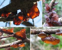 Attēlu rezultāti vaicājumam “Exidia repanda”