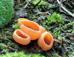 Attēlu rezultāti vaicājumam “Aleuria aurantia”