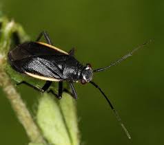 Attēlu rezultāti vaicājumam “Capsodes gothicus”