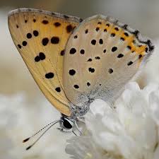 Attēlu rezultāti vaicājumam “Lycaena alciphron”