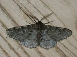 Attēlu rezultāti vaicājumam “Phigalia pilosaria”