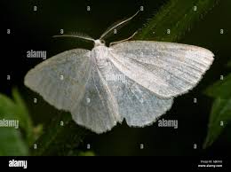 Attēlu rezultāti vaicājumam “Cabera exanthemata female”