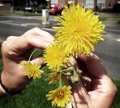 Attēlu rezultāti vaicājumam “Leontodon autumnalis  flower”
