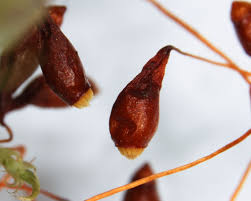 Attēlu rezultāti vaicājumam “Leptobryum pyriforme sporophyte”