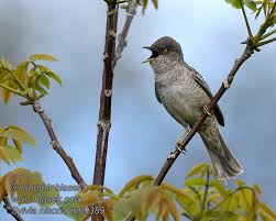 Attēlu rezultāti vaicājumam “Sylvia nisoria”
