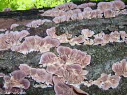 Attēlu rezultāti vaicājumam “Trichaptum biforme”