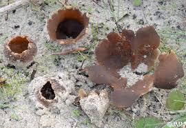 Attēlu rezultāti vaicājumam “Peziza ammophila”