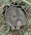 Pocket gopher - Wikipedia, the free encyclopedia