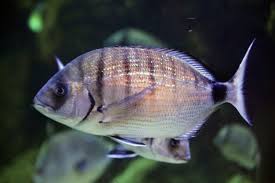 Image result for Diplodus sargus