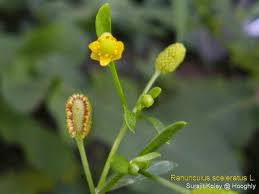 Attēlu rezultāti vaicājumam “Ranunculus sceleratus flower”