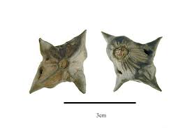 Attēlu rezultāti vaicājumam “Trapaceae”