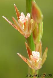 Attēlu rezultāti vaicājumam “Juncus filiformis”