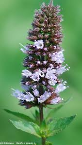 Image result for Menta x piperita