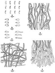 Attēlu rezultāti vaicājumam “Sidera lenis”
