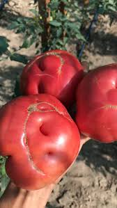 Afbeeldingsresultaat voor crnkovic yugoslavian tomato