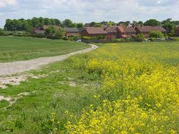 Image result for All Cannings Cricket Club