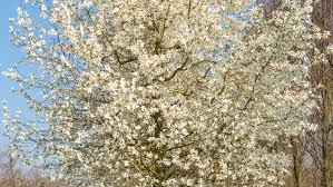 Attēlu rezultāti vaicājumam “Magnolia kobus”