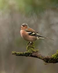 Attēlu rezultāti vaicājumam “Fringilla coelebs nest”